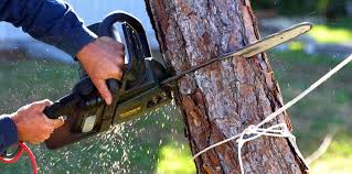 Best Fruit Tree Pruning  in Lakeside, TX