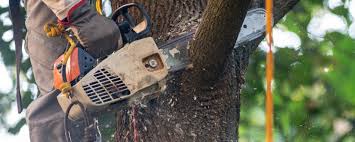 Best Tree Trimming and Pruning  in Lakeside, TX