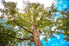 Best Tree Disease Treatment  in Lakeside, TX