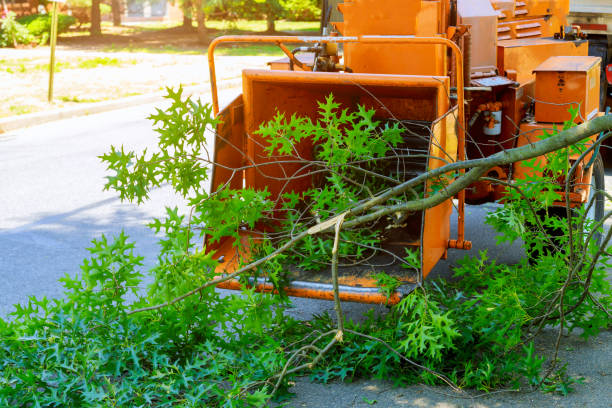 Reliable Lakeside, TX Tree Care Services Solutions