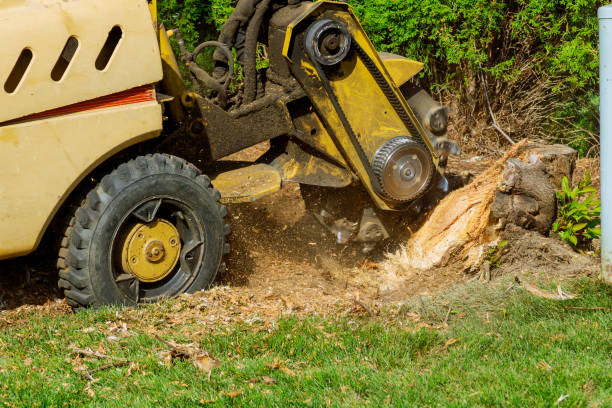 Best Tree Maintenance Programs  in Lakeside, TX