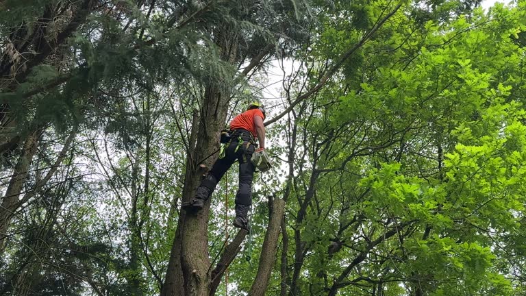 Best Root Management and Removal  in Lakeside, TX