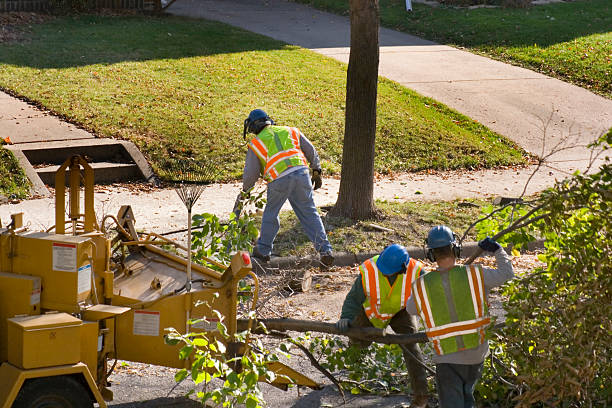 Best Hedge Trimming  in Lakeside, TX