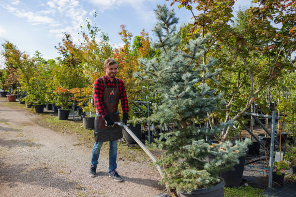  Lakeside, TX Tree Care Services Pros