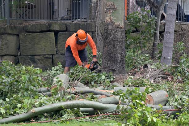 Best Storm Damage Tree Cleanup  in Lakeside, TX