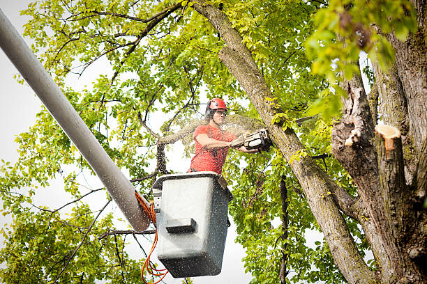 Best Hazardous Tree Removal  in Lakeside, TX